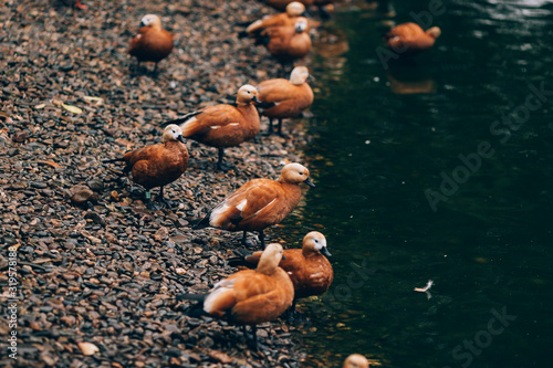 Ruddy shelducks, orange duck near the water