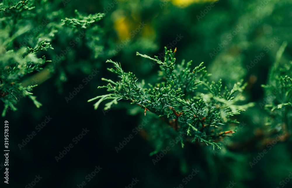 The branches of the juniper