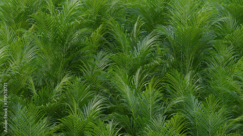 tropical leaves, foliage, abstract nature background