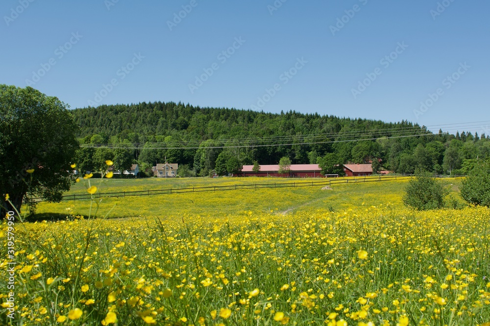 Swedish landscape in the summer
