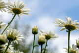 Close up shot of white daisy flowers