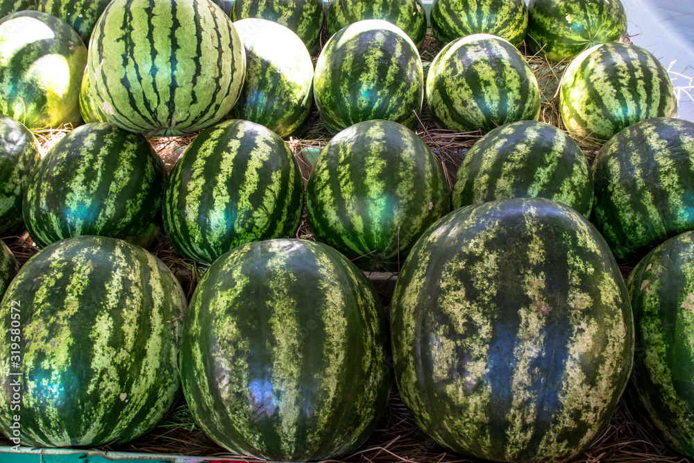 Many big sweet green watermelons in market Many big sweet green watermelons in market