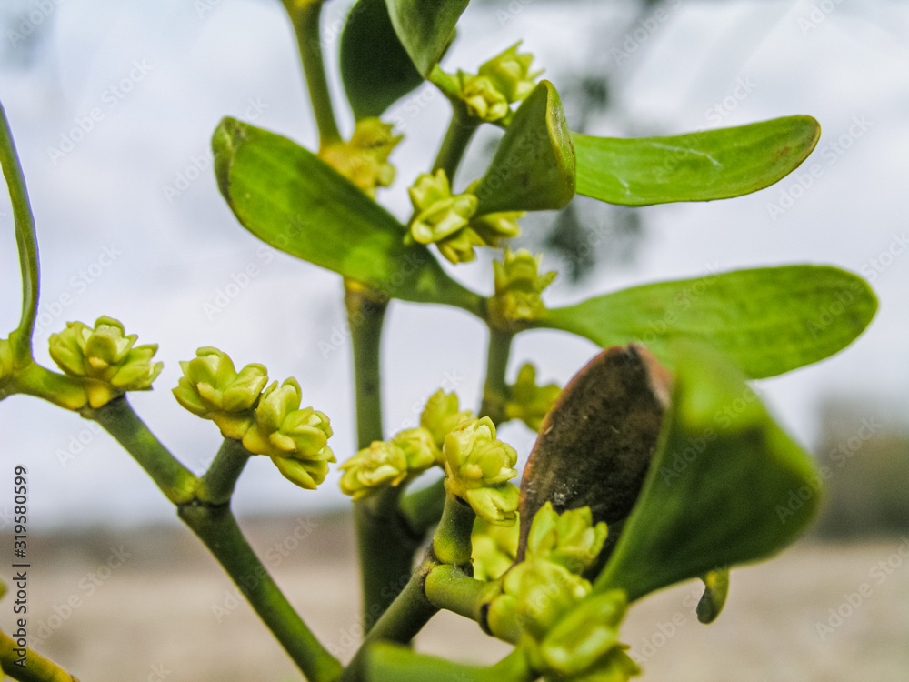 Viscum Green flowers with leaves . Blossoming mistletoe on branches in spring outdoor. Collection of medicinal plants during flowering in summer and spring. Medicinal herbs. self-medication. Viscum Green flowers with leaves . Blossoming mistletoe on branches in spring outdoor. Collection of medicinal plants during flowering in summer and spring. Medicinal herbs. self-medication.