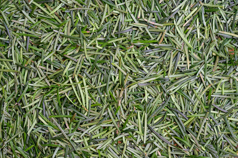 Needles of a coniferous tree – a texture