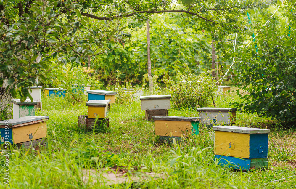 Single Apiary Lots of little yellow nucleus among grass in spring. inseminators ...