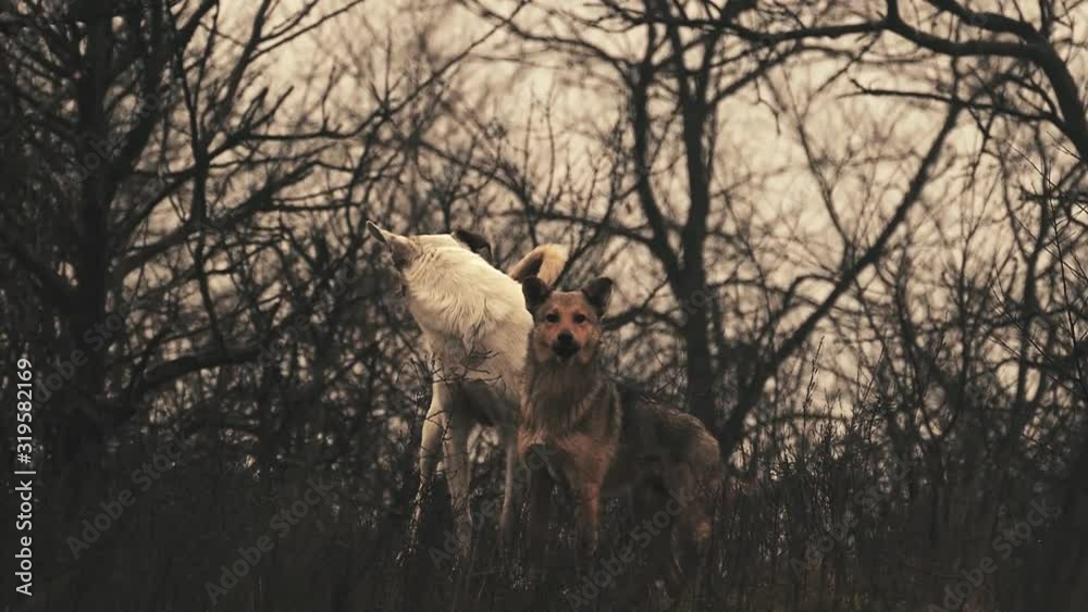 Homeless dogs in the forest. Two comrades. Barking in slow motion. Wildlife Background. Homeless dogs in the forest. Two comrades. Barking in slow motion. Wildlife Background.