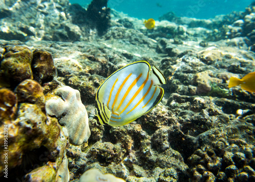 Underwater Paradise, Butterflyfish, Big Island Hawaii