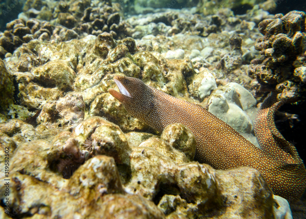 Moray Eel, Big Island Hawaii Moray Eel, Big Island Hawaii