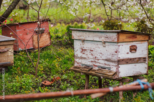 Three old wooden hives on apiary under cherry tree. Hives bloom ingesday in spring photo