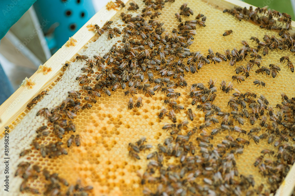 sealed honey bee cells on frame. Wooden small frame with honeycombs full of acacia honey. sealed honey bee cells on frame. Wooden small frame with honeycombs full of acacia honey.
