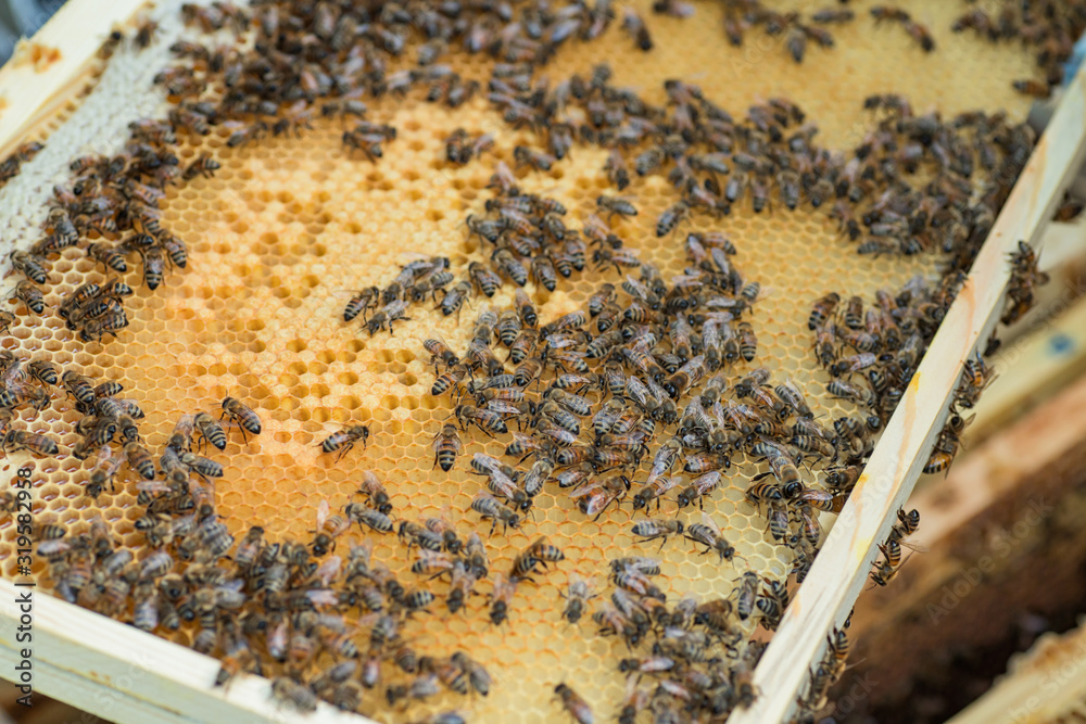 Frame with honey bees, sealed brood and honey. Work on apiary. selective focus. Frame with honey bees, sealed brood and honey. Work on apiary. selective focus.