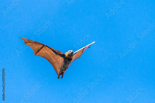 Photography Isolated fruit bat, flying fox, on a blue sky background