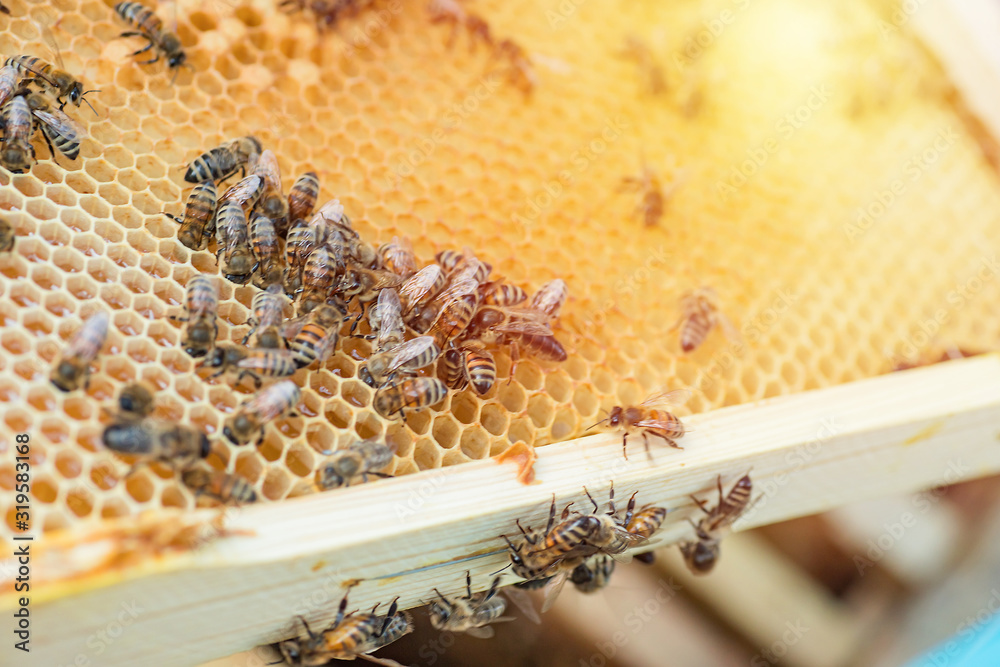 closeup of bees on honeycomb in apiary - selective focus, copy space closeup of bees on honeycomb in apiary - selective focus, copy space