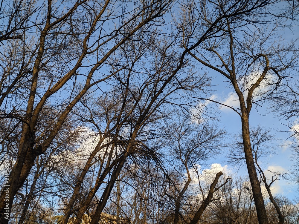 Trees background - leafless branches, cloudy blue sky and sunlight Trees background - leafless branches, cloudy blue sky and sunlight