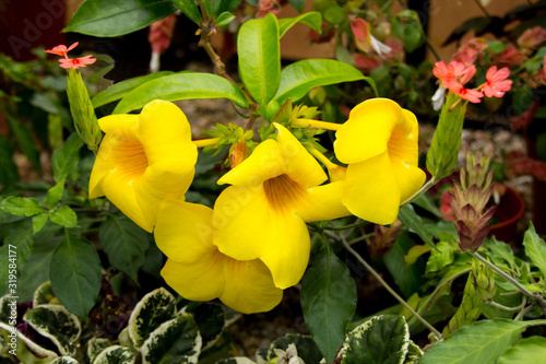 Golden Trumpet (Allamanda cathartica) also known as Common Trumpetvine or Yellow Allamanda photo