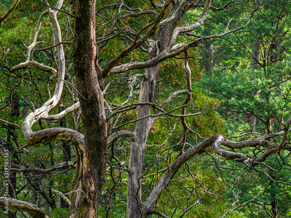Dead Twisted Limbs