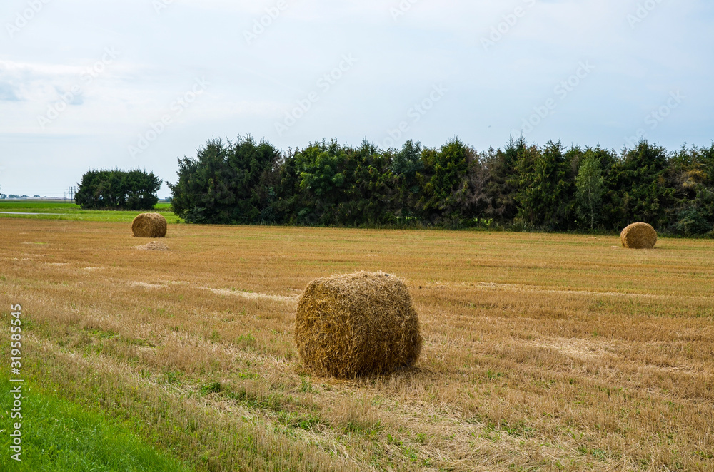 Fresh hay bales on the agriculture field during wheat harvest time Fresh hay bales on the agriculture field during wheat harvest time