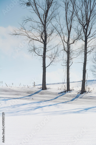融雪剤が撒かれた雪の畑と冬木立 © kinpouge