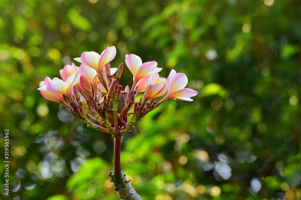 Obraz premium beautiful flower In the backyard is refreshing