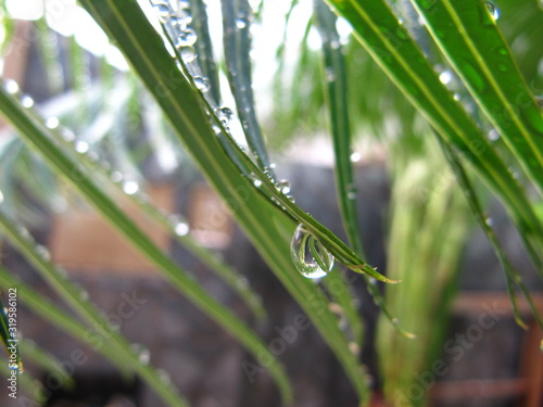 dew on grass