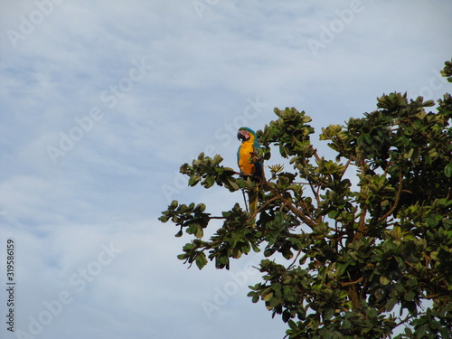 arara azul brasil brazil
