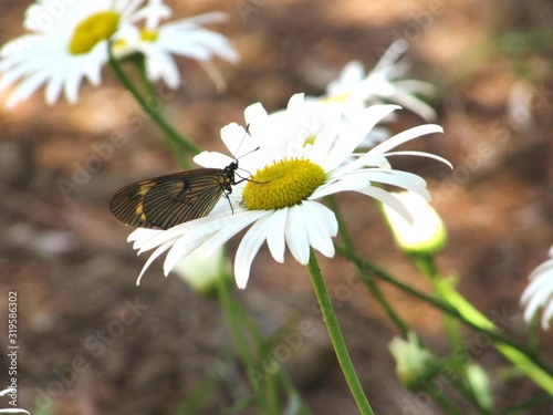 butterfly on the flower