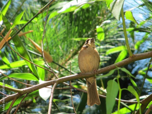 bird on a branch