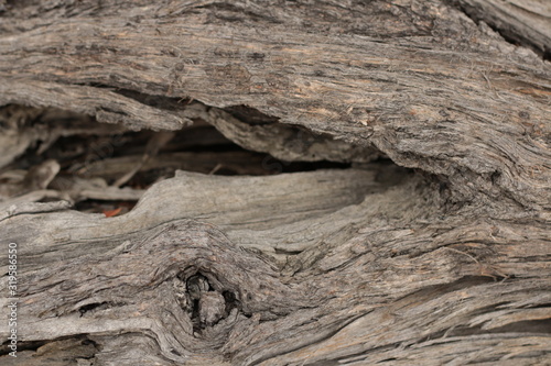 close up of the red and dark colors and textures of Native Australian 'stringy bark' trees, with twists and holes and valley patterns in the aged bark.