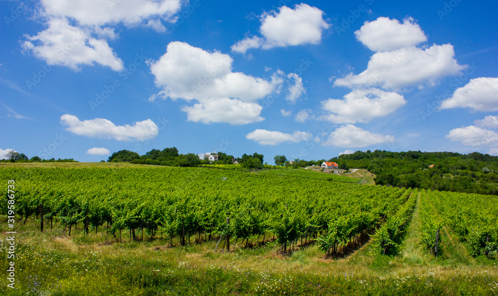 Beautiful vineyard on a hill. Sunny summer picture. Big white clouds and green vines in straight lines. House in the background. Balaton felvidék, Hungary. 