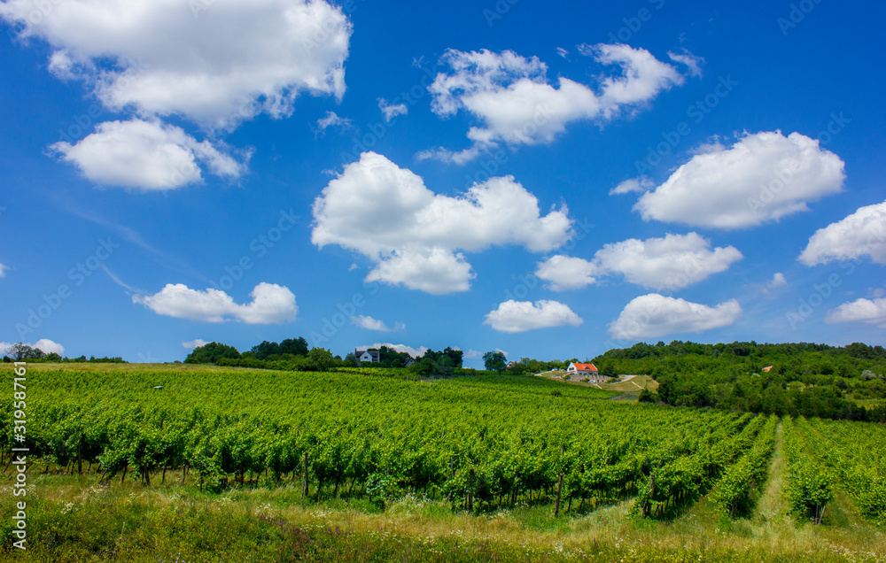 Beautiful vineyard on a hill. Sunny summer picture. Big white clouds and green vines in straight lines. House in the background. Balaton, Hungary. 