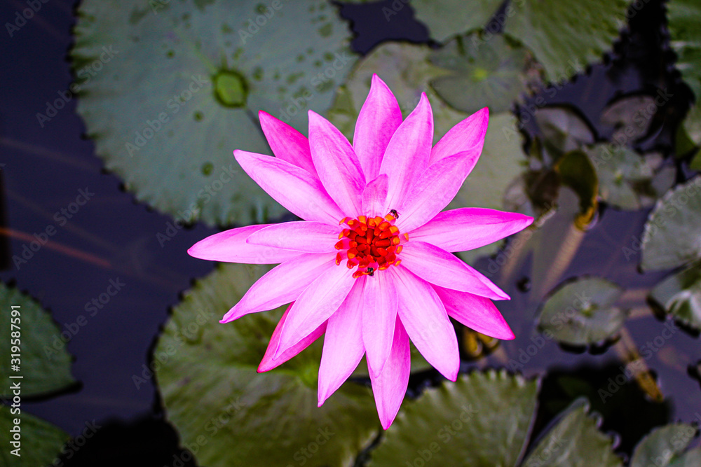 lotus flower in the morning