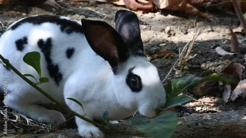 rabbits running around the side yard of the house