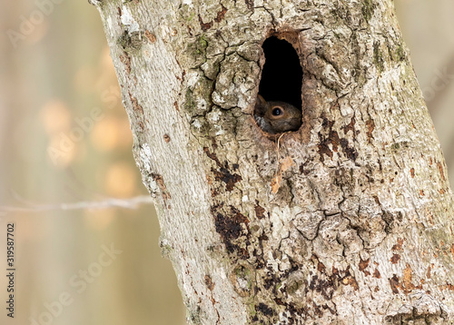 Squirrel. Eastern gray squirrel in cavity, natural scene from wisconsin state park.