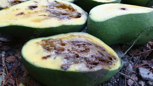 footage of rotten young mangoes due to fruit worms
