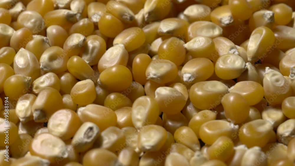 Full-frame of Maize grains, Corn kernels in rotation Full-frame of Maize grains, Corn kernels in rotation