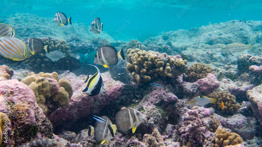 Fototapeta premium y a du monde