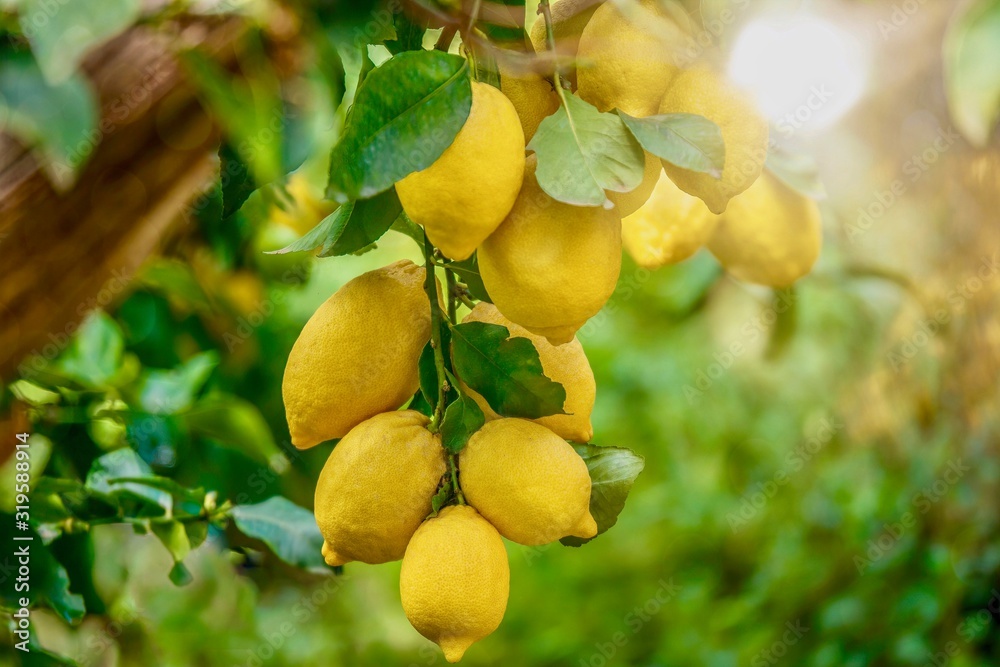Lemons growing in summer sunshine, on a tree in Italy. Lemons growing in summer sunshine, on a tree in Italy.
