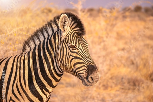 Portrait of a zebra taken in Etosha National Park, Namibia.