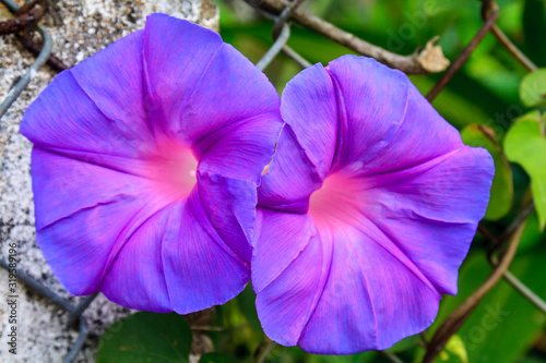 Ipomoea flower growing wild