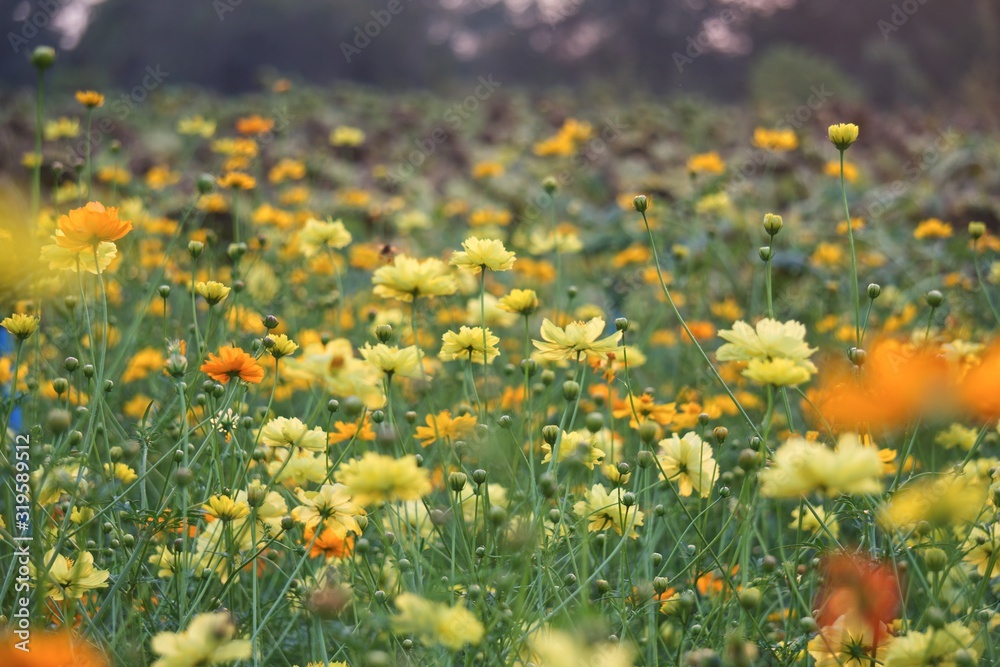 Obraz premium A beautiful blooming cosmos field