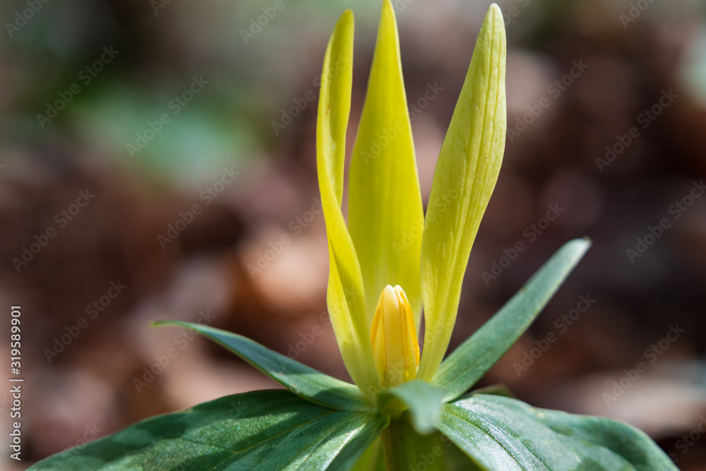 Fototapeta premium Yellow Trillium wildflower close-up
