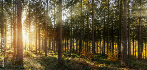 Fototapeta Naklejka Na Ścianę i Meble -  Silent Forest in spring with beautiful bright sun rays
