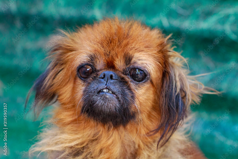 Guilty Pug staring at the camera.