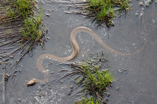 Northern Water Snake 