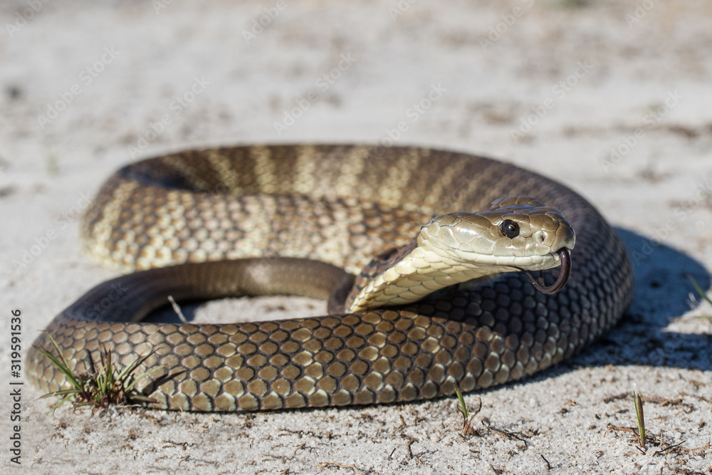 Fototapeta premium Eastern Tiger Snake flickering it's tongue