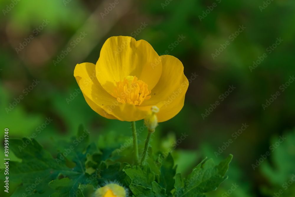 Woodland Poppy, yellow wildflower close-up Woodland Poppy, yellow wildflower close-up