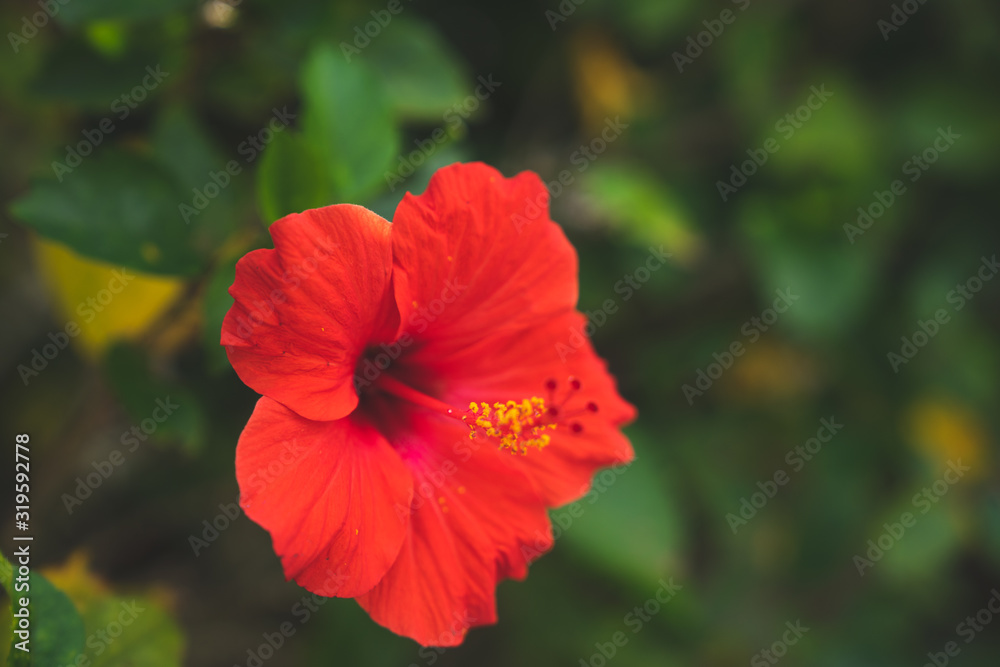 hibiscus