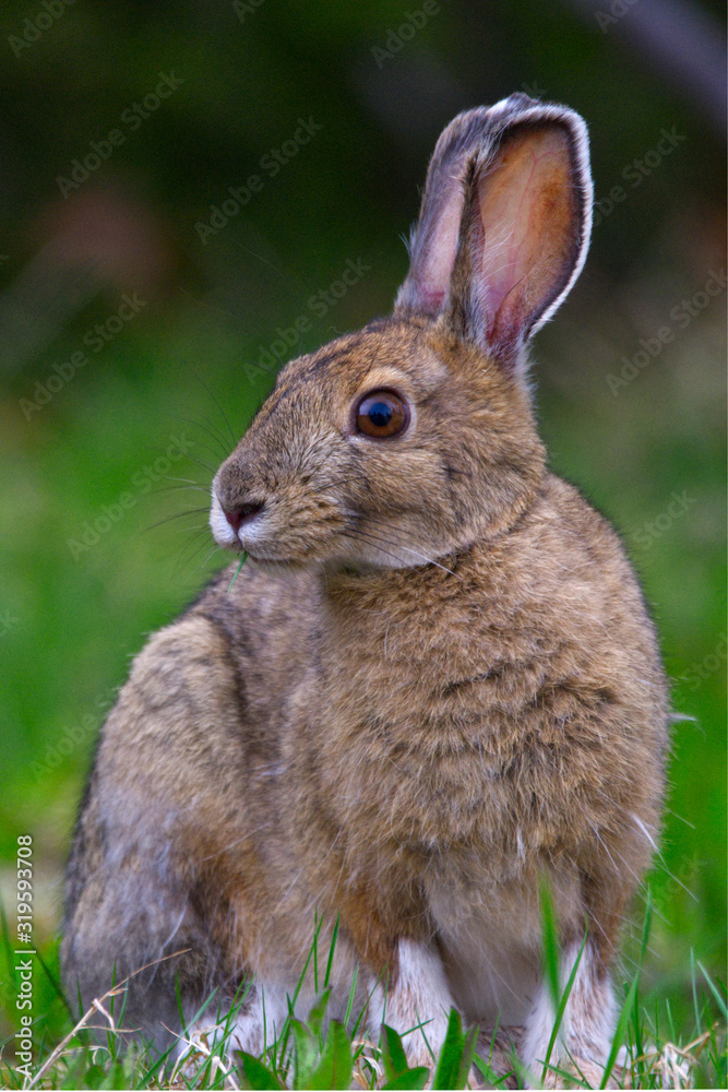 A Snowshoe Hare (Lepus americanus) sits for a portrait at Rabbit Blanket Lake, Lake Superior Provincial Park, Ontario, Canada A Snowshoe Hare (Lepus americanus) sits for a portrait at Rabbit Blanket Lake, Lake Superior Provincial Park, Ontario, Canada