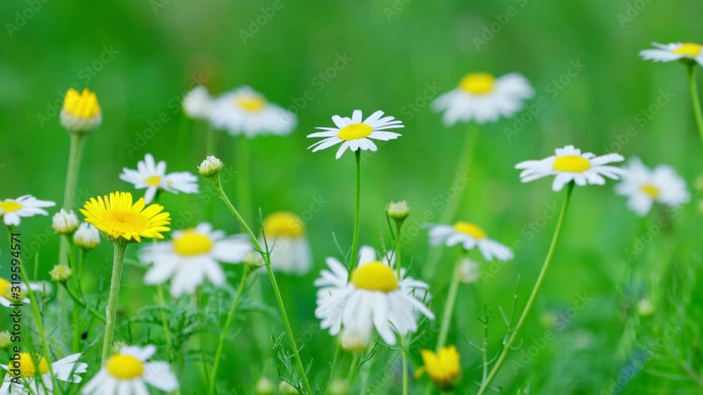 White and yellow chamomiles in a spring field; pan shot of chamomiles swaying gently with the wind White and yellow chamomiles in a spring field; pan shot of chamomiles swaying gently with the wind