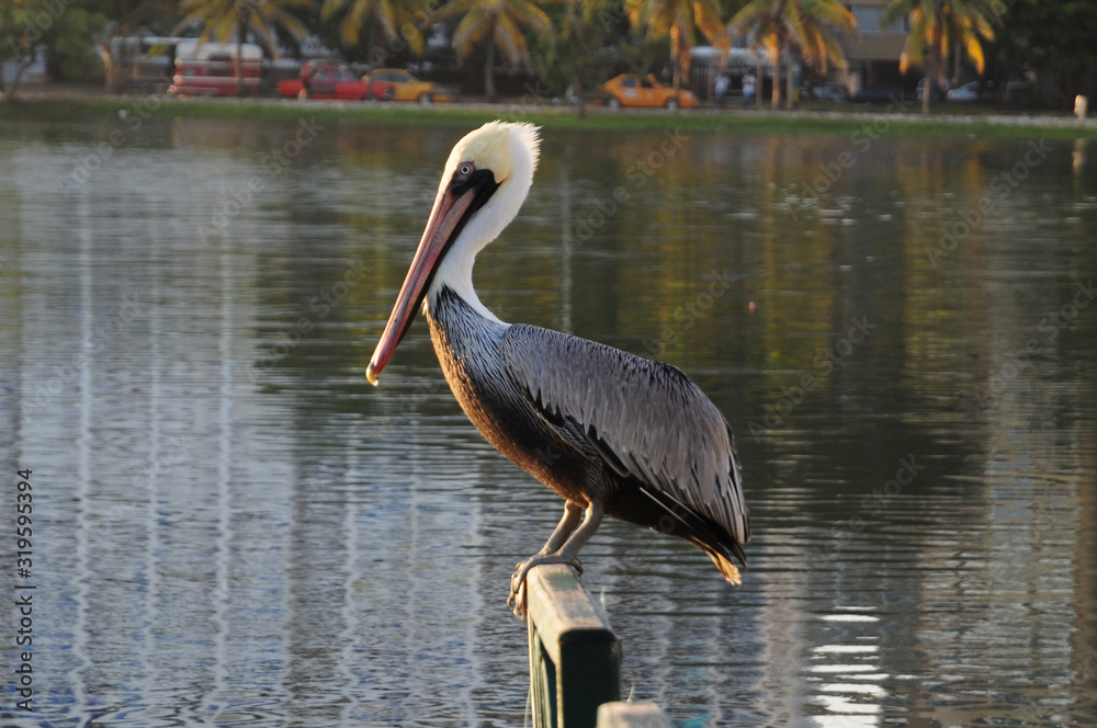 Pelican posing on the pier at Laguito Cartagena